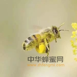 蜜蜂遗传学发展简史