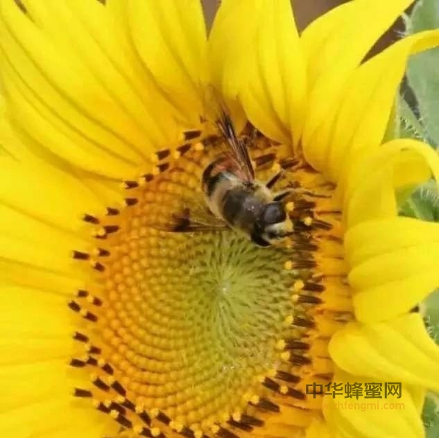 蜂蜜健康歌，记得收好！