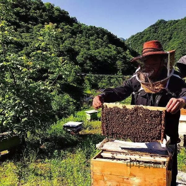 蜜蜂养殖技术【人工分群】
