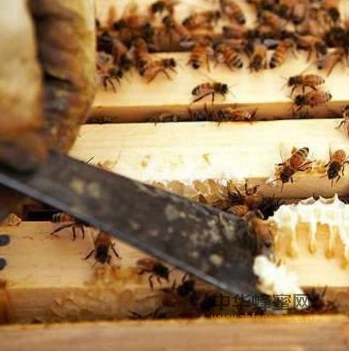 蜂群没有失王，工蜂却在建造王台，原因是什么？老蜂农教你一招解决！