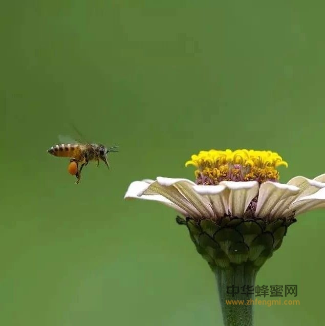 蜜蜂饲养管理