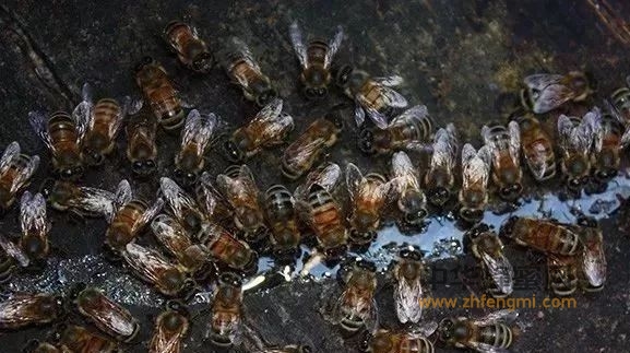 养蜂人应该清楚，蜜蜂都需要哪六种营养！