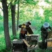 林区蜜蜂养殖技术