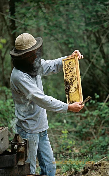 养蜂人的十二大“坏”习惯！你占了几个？