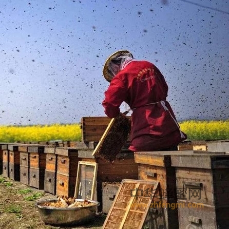 马蜂吃蜜蜂，蜂农损失惨重，但有小妙招，让它乖乖投降
