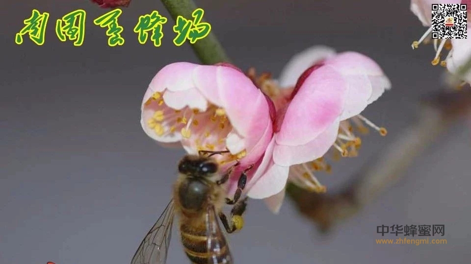 蜂王浆在蜂群里的作用