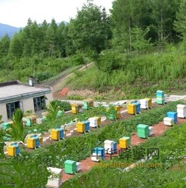 蜜蜂育种｜保护新疆黑蜂行动：送新疆黑蜂回故乡