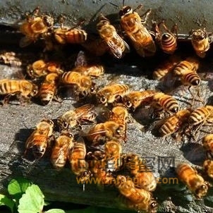 造成蜜蜂爬蜂病的10种原因—蜂友必转！