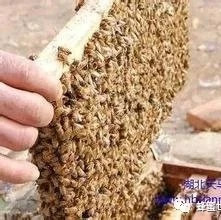 夏末秋初须保持蜜蜂群势不衰
