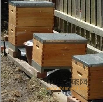 蜜蜂运输安全包装法
