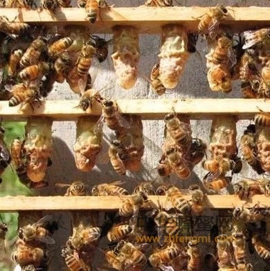跟踪蜜蜂一研究昆虫习性的新方式