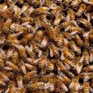 蜂群出逃的原因与预防方法