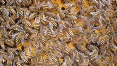 如何预防中蜂盗蜂