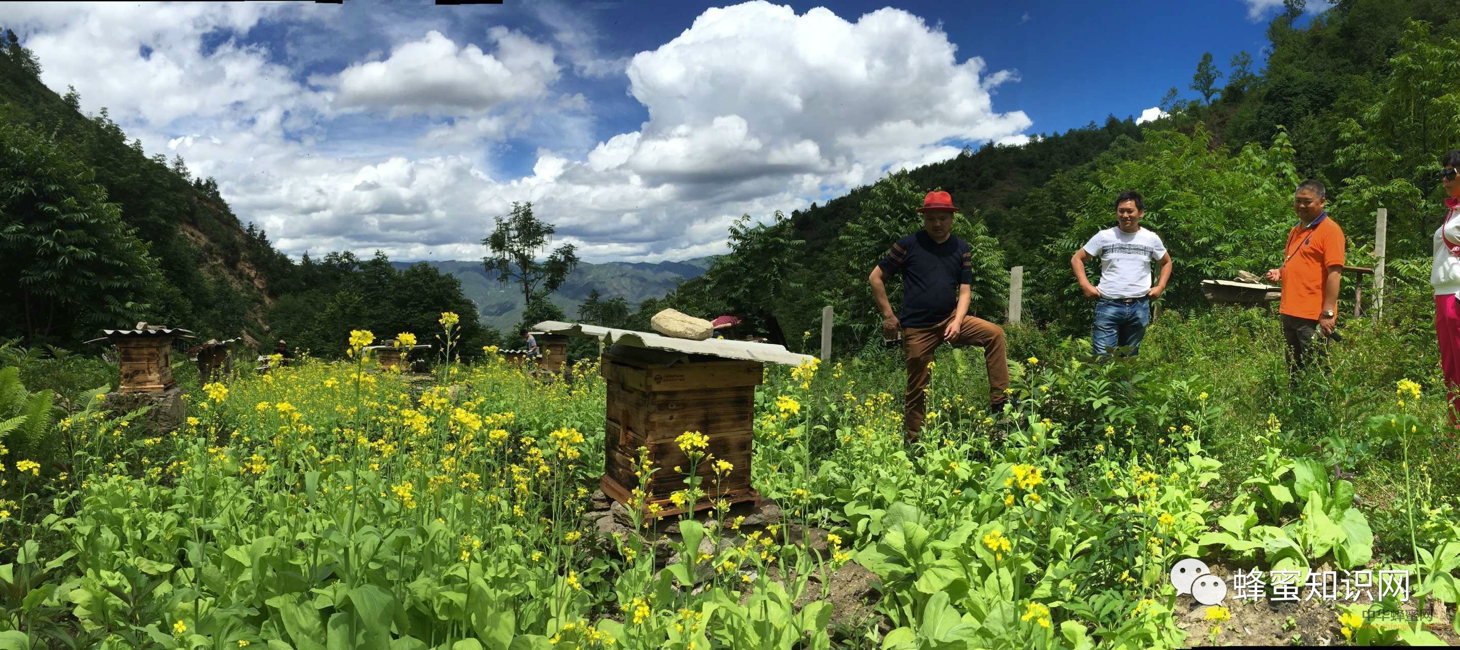 有一个自己的蜜蜂园，真幸福！！！