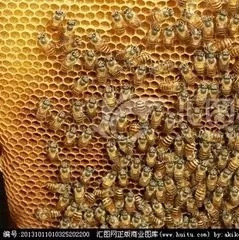 蜜蜂养殖发展前景如何？