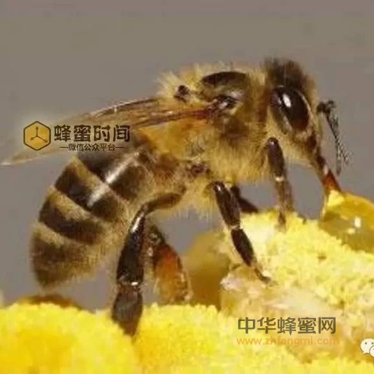 蜂蜜+蜂巢治疗鼻炎好伴侣