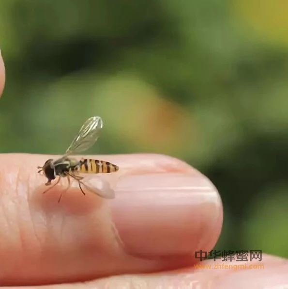 被蜜蜂蛰了怎么办？教你这样处理！