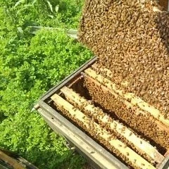 自然分蜂优于人工分蜂利导