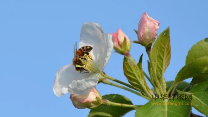 蜂业论坛｜长白山区蜂业发展的资源潜力及对策