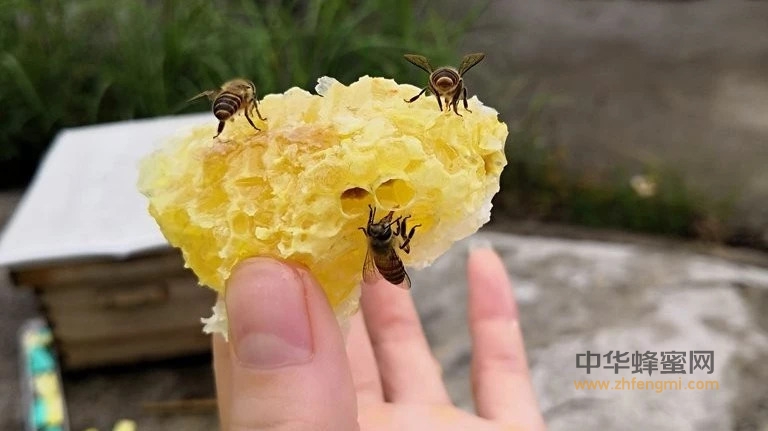 记忆中的土蜂蜜非常浓？甚至是固体？