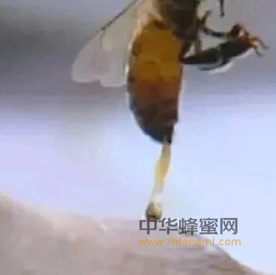 蜜蜂蜇人竟能治36种病！神奇至极！！