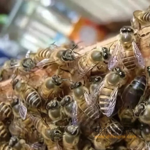 四季蜂群的蜂脾关系如何定？