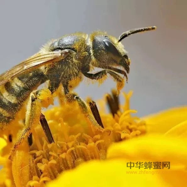 如果蜜蜂消失，人类只能存活4年？这真的是一个大危机！