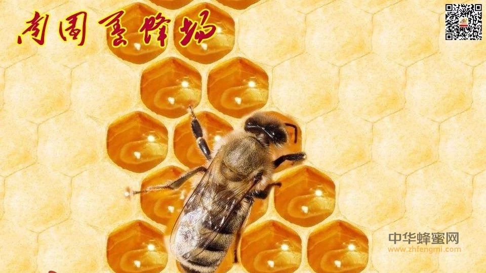 一箱蜂能产多少蜂蜜