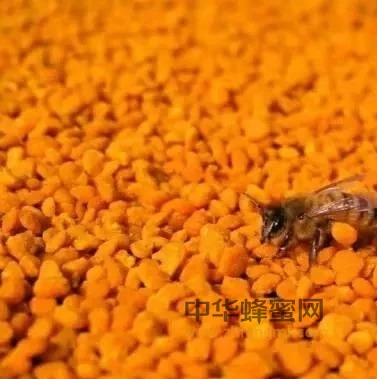 前列腺增生，吃点蜂花粉！
