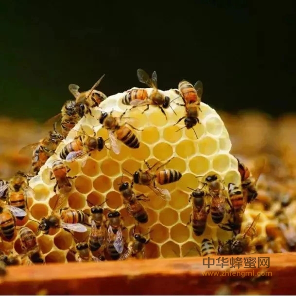 蜂胶对保健和美容的作用，效果惊人！