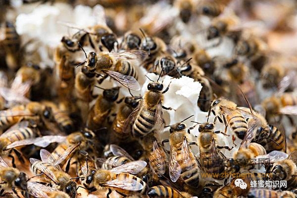 蜂蜜里会有农药残留吗?