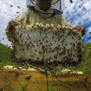 蜂群的春季管理