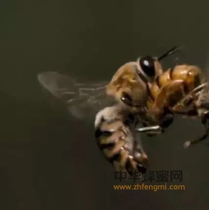 雄蜂在蜂群中过的是什么样的生活？