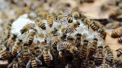蜜蜂麻痹病的防治