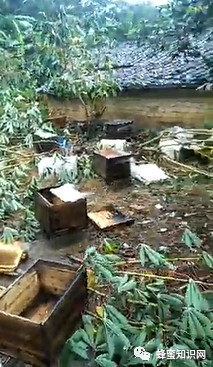 超强台风来袭，蜂农受灾现场直击，一起为他们祈祷，为2018年所有养蜂人祈祷！