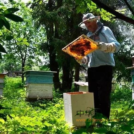 俄罗斯的蜂蜜文化