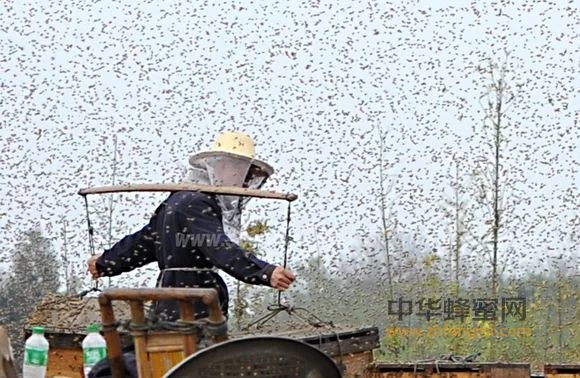 别再冤枉养蜂人了，饲喂蜜蜂根本不是掺假！！！