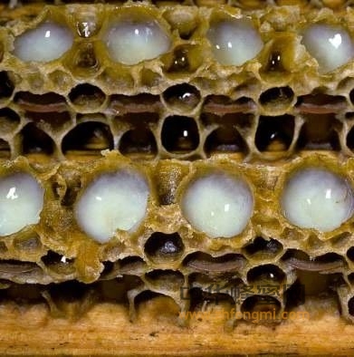 蜂王浆对人体的功效