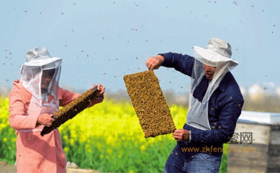 农业农村部和财政部下达养蜂新政策是喜是忧？