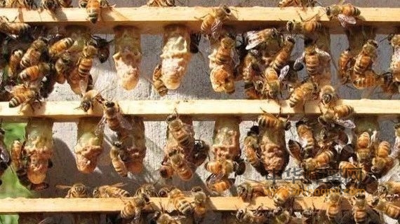 蜜蜂分区饲养可高产