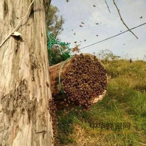 想养野蜂要怎样才能找到呢