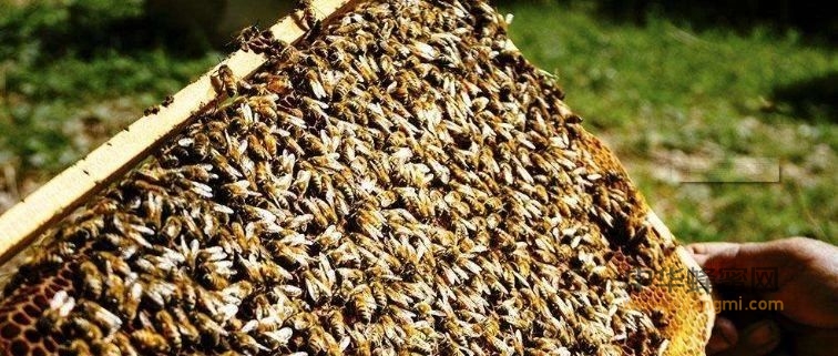 蜂群秋季管理，必须做好以下六项工作！你知道吗？