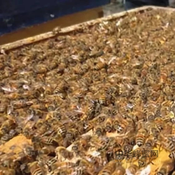 蜜蜂秋季养殖管理技术