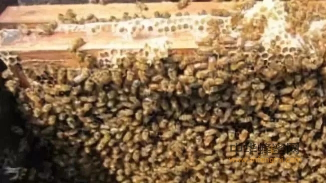 这几点做好了蜂蜜的产量提高的不是一点半点