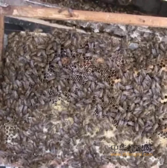 养中蜂常见问题的预防处理