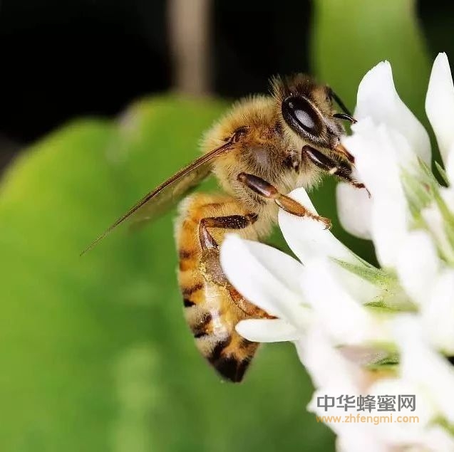 蜜蜂蜇人后会死去，善有善报，而恶有恶报？