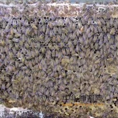 中蜂高效养殖的技术措施