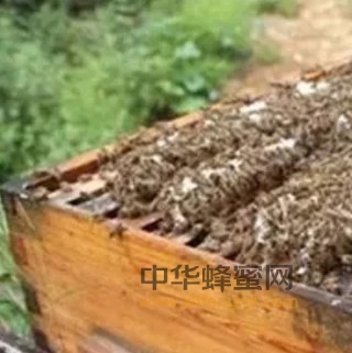 蜜蜂白垩病预防