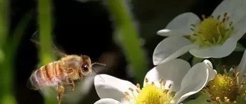 秋季蜂群管理措施