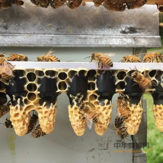 怎样发现蜜蜂生病了？